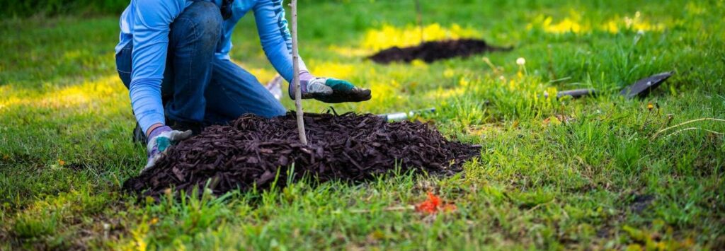 A person in a garden planting a young tree under bright sunlight, showcasing gardening efforts and nature's growth.